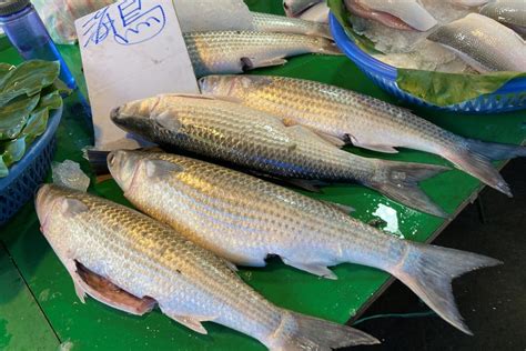 飼料魚是什麼魚|初階飼料挑選方式 